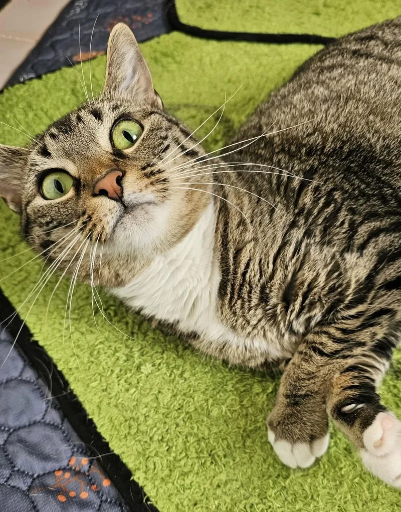 Elecktra thumbnail 2