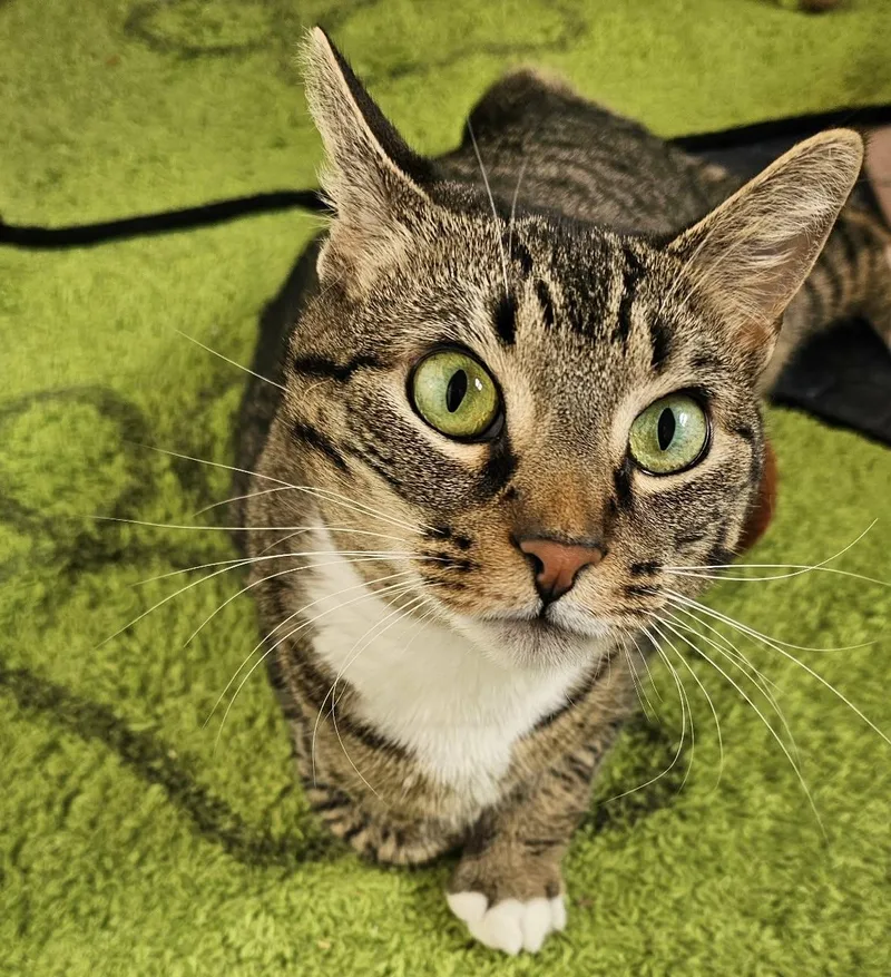 Elecktra thumbnail 3