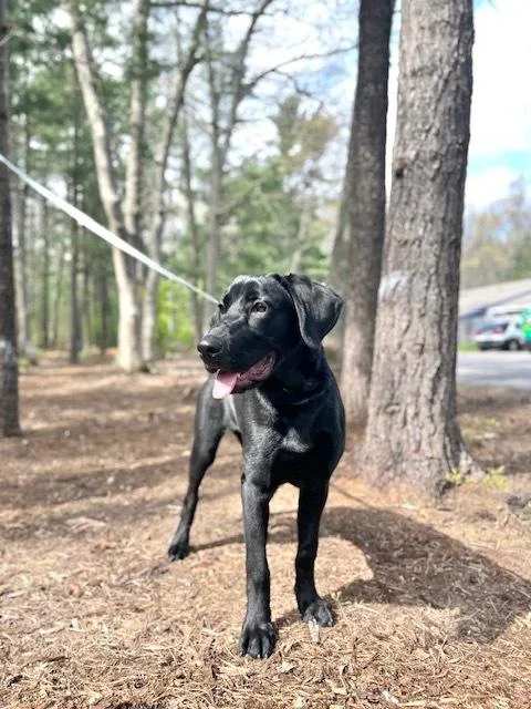 A baby medium-sized female Black Labrador Retriever dog named Echo for adoption in Muskegon, MI