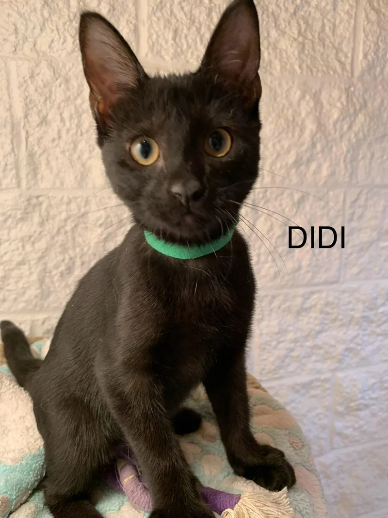 A young medium-sized female Black Domestic Short Hair cat named Didi for adoption in Saint Charles, MO