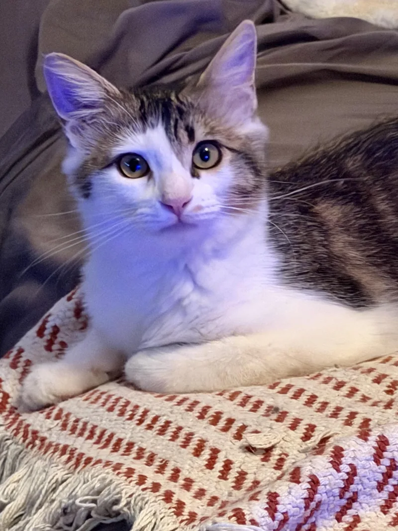 A baby small-sized female Buff & White Domestic Medium Hair cat named Charlee PB for adoption in Schertz, TX