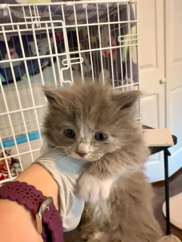 A baby medium-sized female Gray / Blue / Silver Domestic Long Hair cat named Riddle for adoption in Kennewick, WA