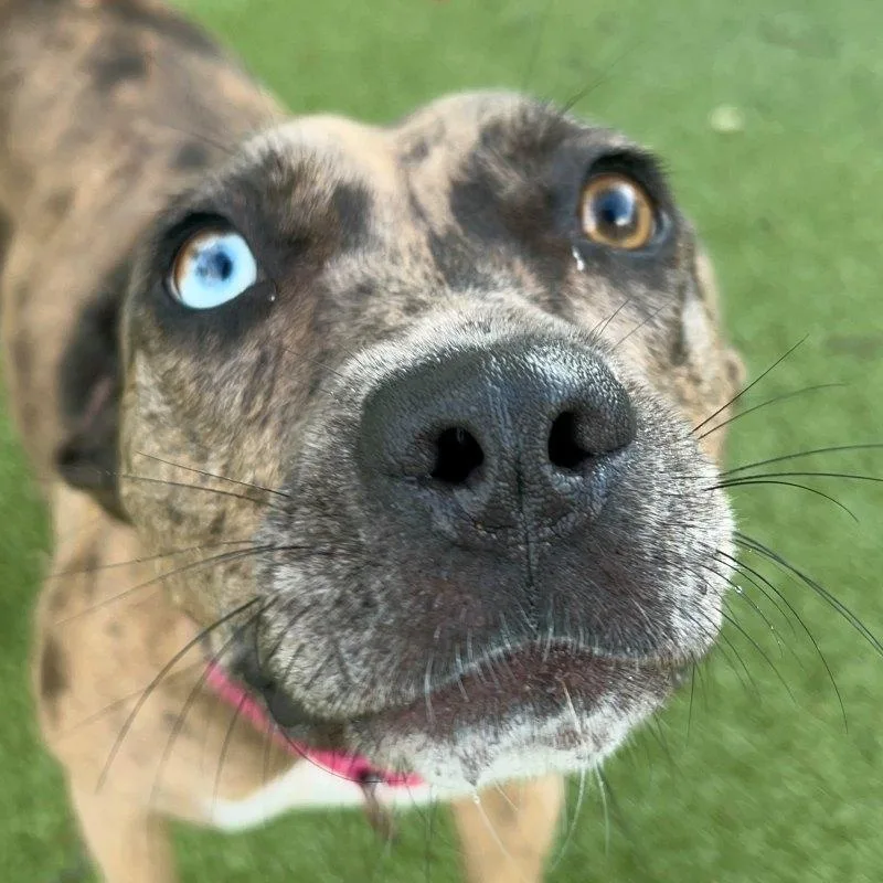 A young medium-sized female Catahoula Leopard Dog dog named Tessa for adoption in New Bedford, MA