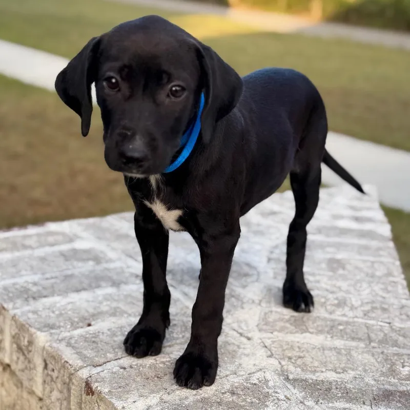 A baby small-sized female Black Spaniel dog named Chardonnay for adoption in Baton Rouge, LA