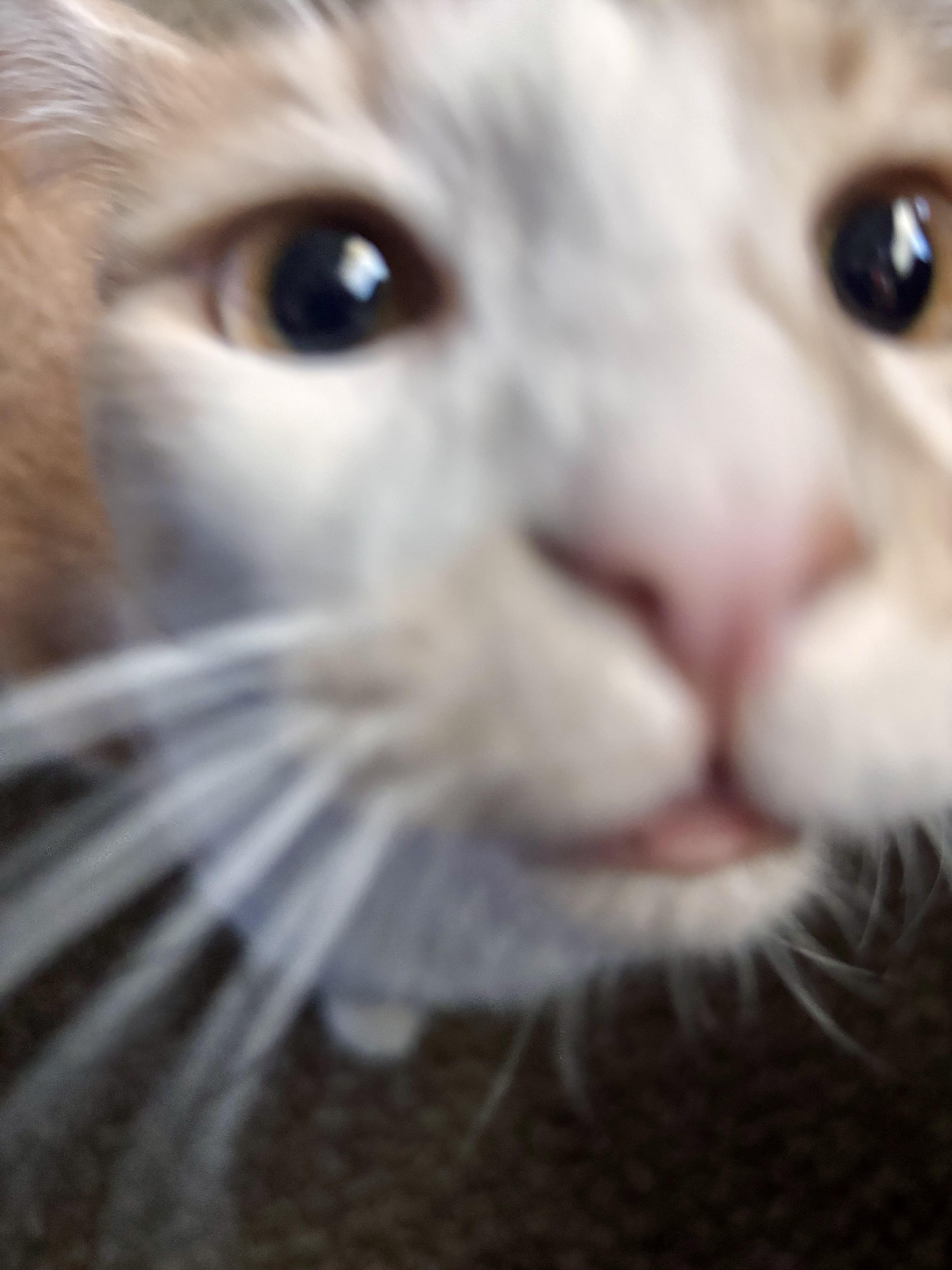 An adult medium-sized male Domestic Medium Hair cat named Harry for adoption in Penryn, CA