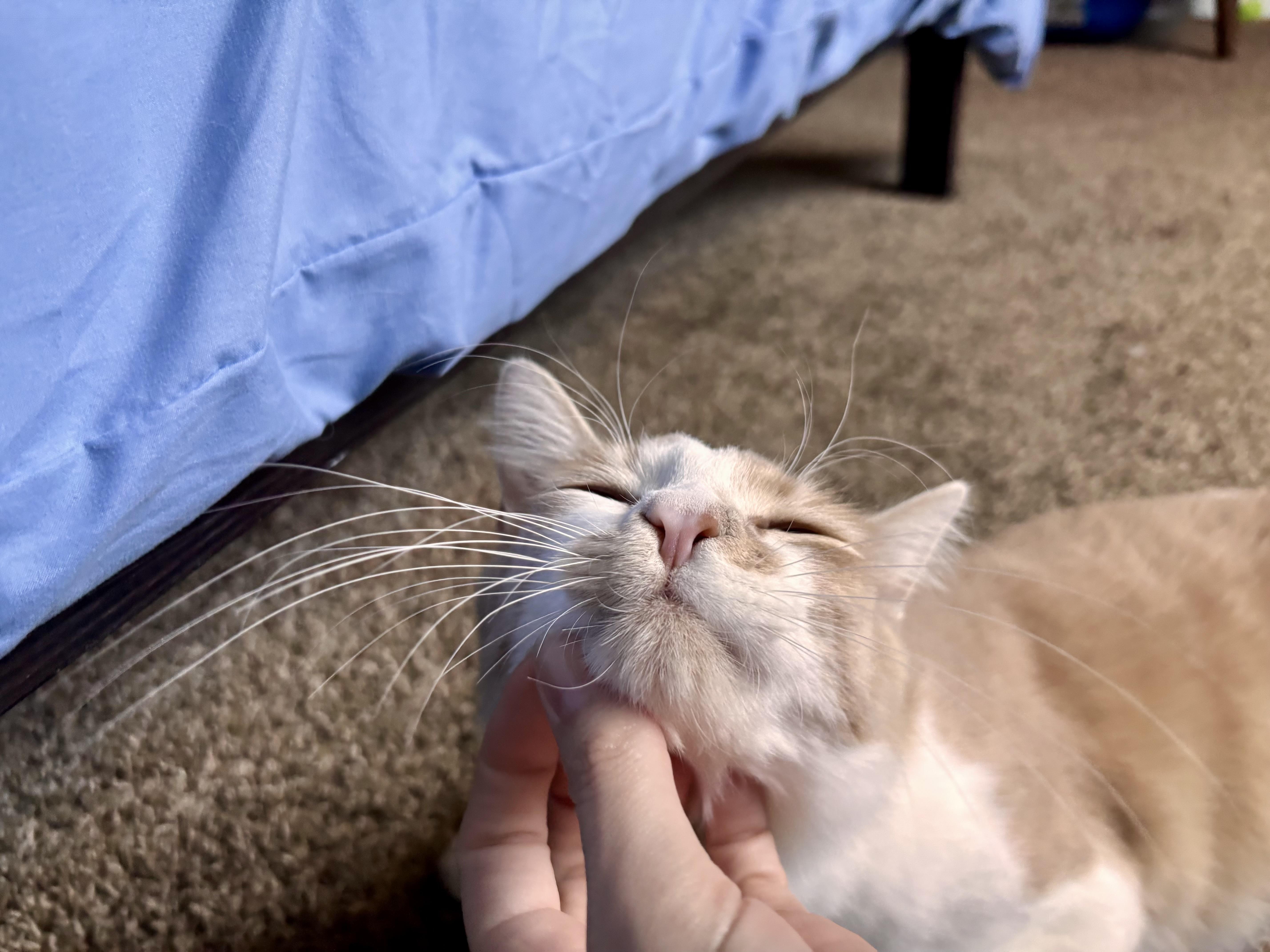 Harry thumbnail 4