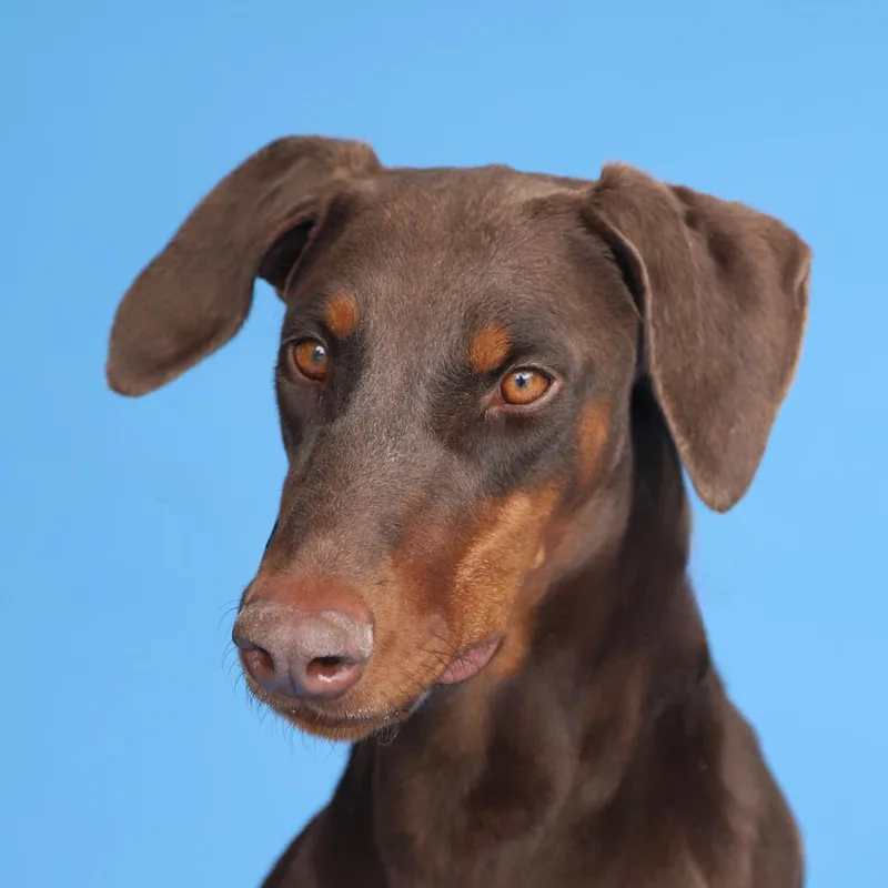 A young medium-sized female Doberman Pinscher dog named Kimber for adoption in Pasadena, CA