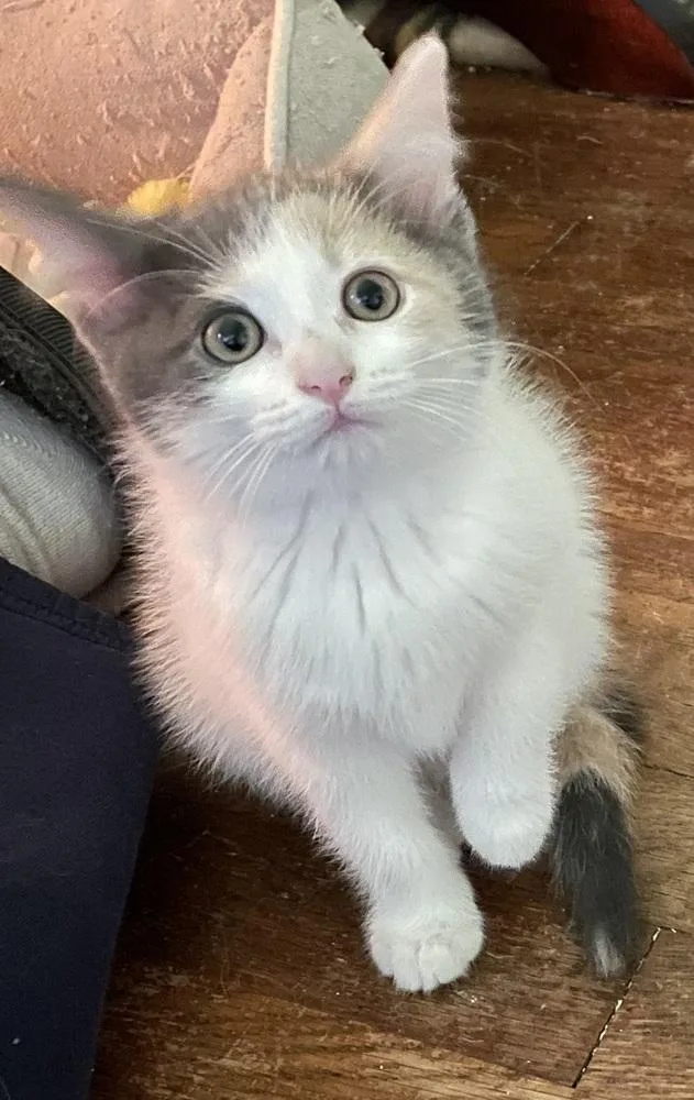 Freya
