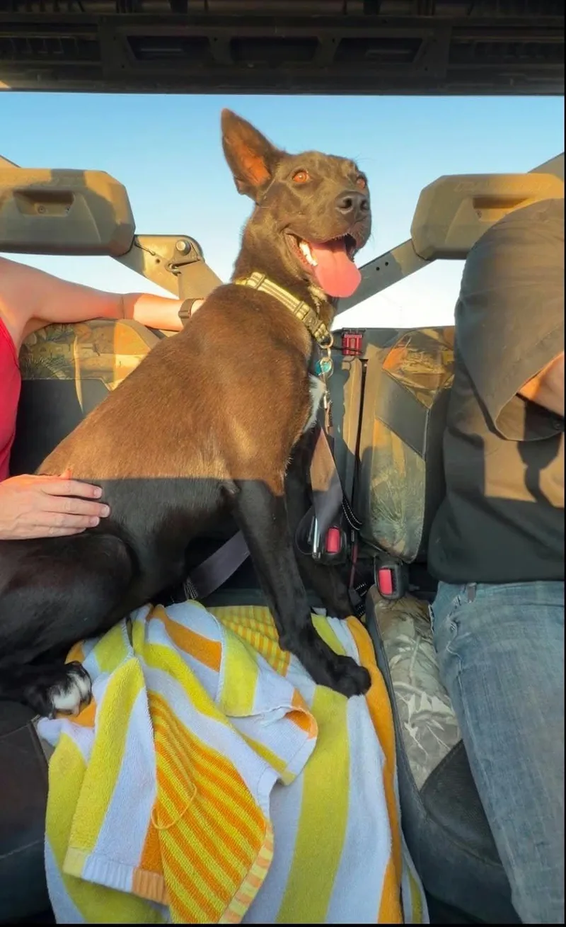 A young medium-sized female Mixed Breed dog named Pahi for adoption in Sioux Falls, SD