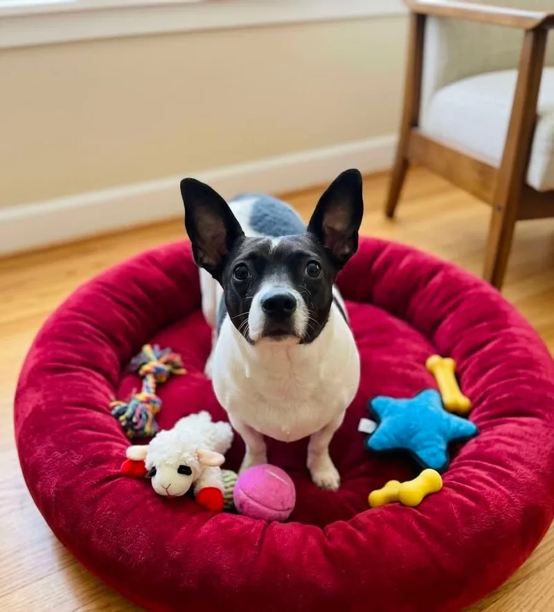 Chula