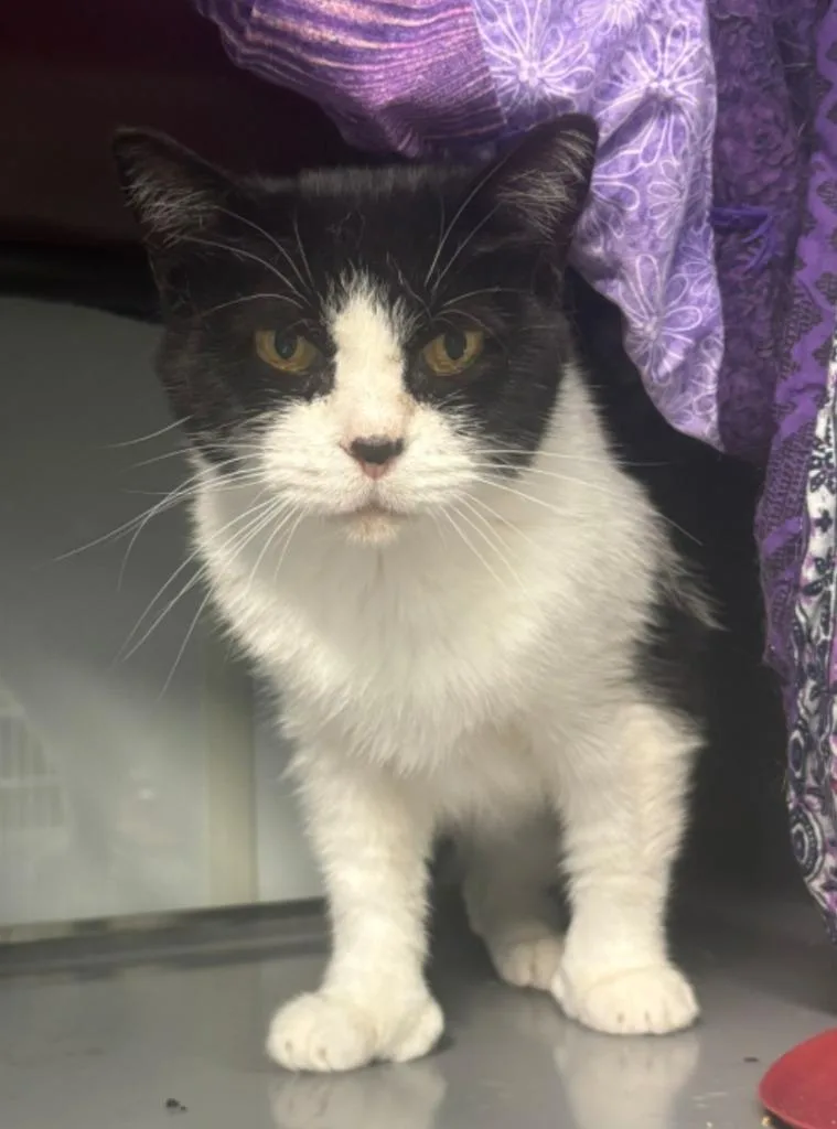 A young large-sized female Domestic Short Hair cat named Grace for adoption in Viroqua, WI