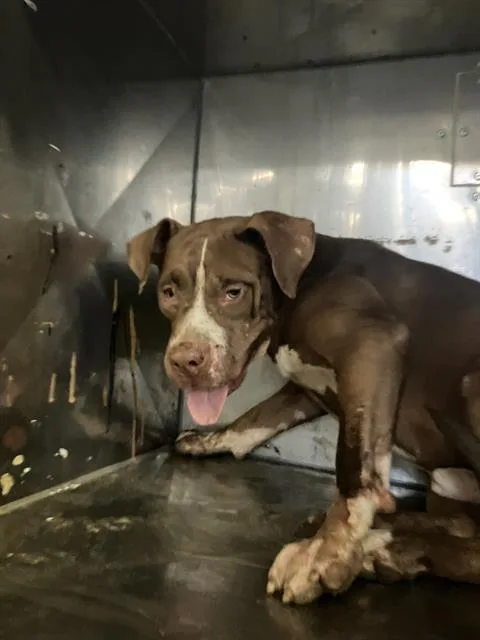 An adult large-sized male Mixed Breed dog named Watson for adoption in Dallas, TX