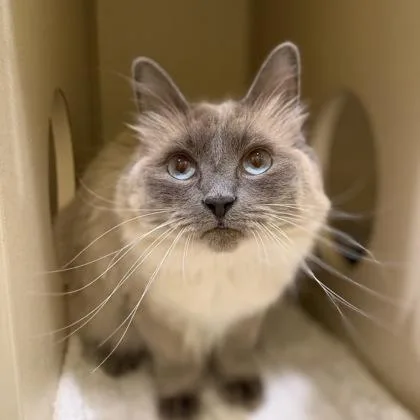 A baby large-sized female Gray / Blue / Silver Ragdoll cat named Layla for adoption in Sacramento, CA