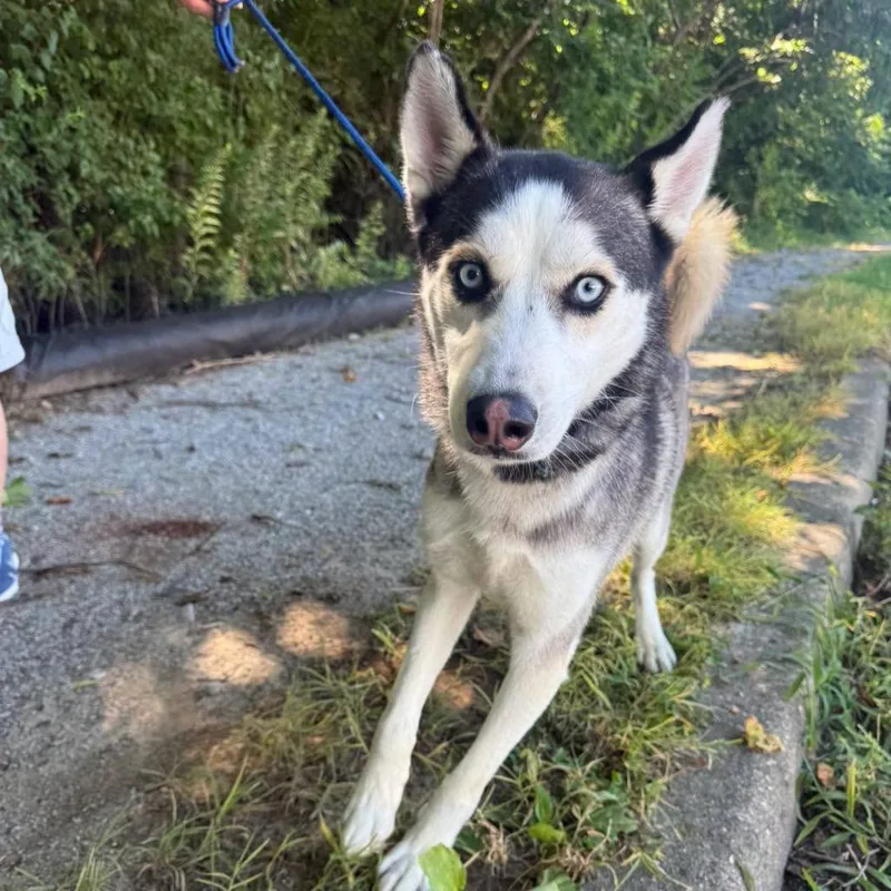 An adult medium-sized male Black Husky dog named Fly By for adoption in Jeffersonville, IN