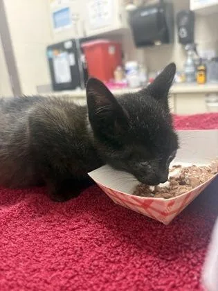 A baby small-sized female Domestic Short Hair cat named Sofia for adoption in Westland, MI