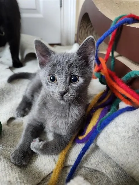 A baby medium-sized male Domestic Short Hair cat named Pirate for adoption in Dedham, MA