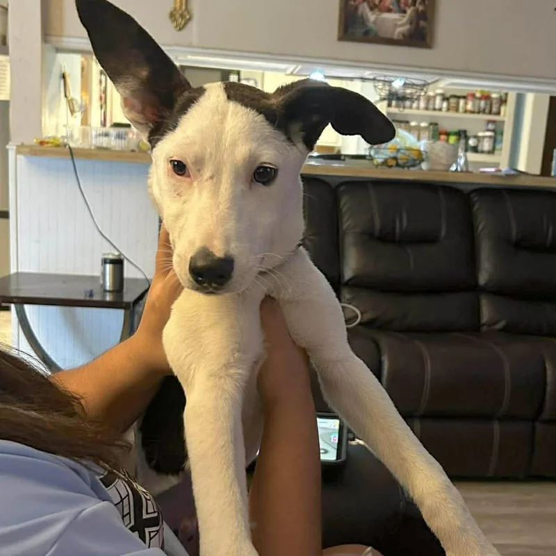 A baby medium-sized male White / Cream Terrier dog named Soren for adoption in Corpus Christi, TX