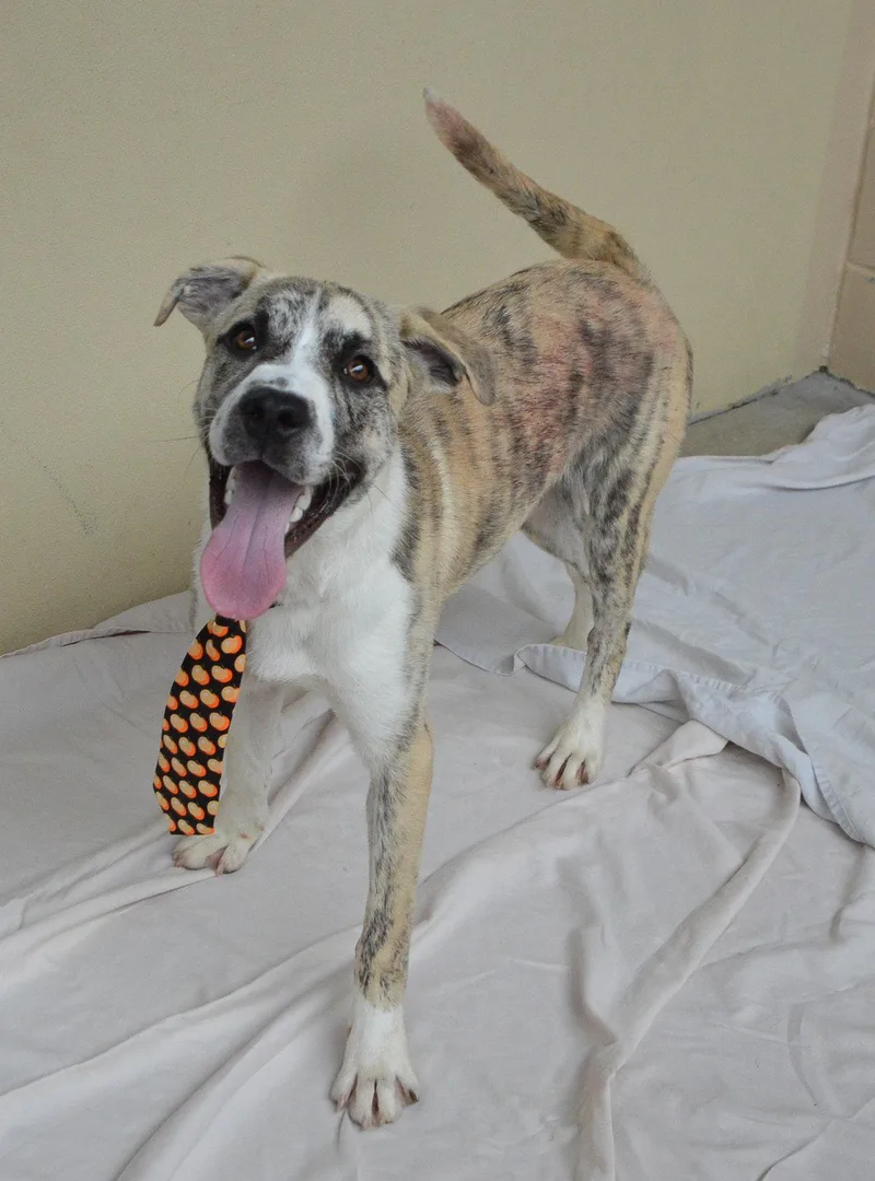 A young large-sized male Mixed Breed dog named Yeti for adoption in McKinney, TX
