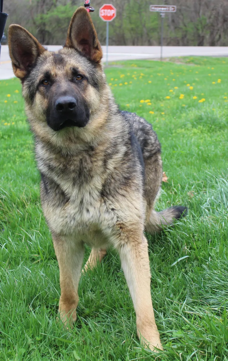 An adult large-sized male Black German Shepherd Dog dog named Lance for adoption in Heath, OH