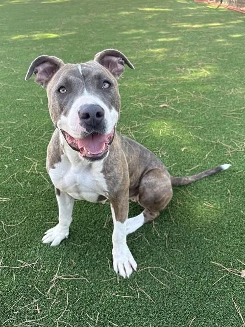 A young large-sized female Pit Bull Terrier dog named Irma for adoption in Castaic, CA