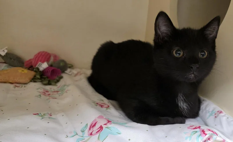 A baby medium-sized female Domestic Short Hair cat named Pepper for adoption in Lancaster, PA