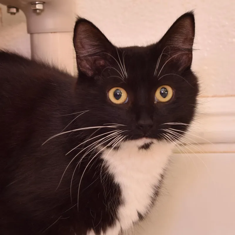 Mz. Tibbetts thumbnail 2