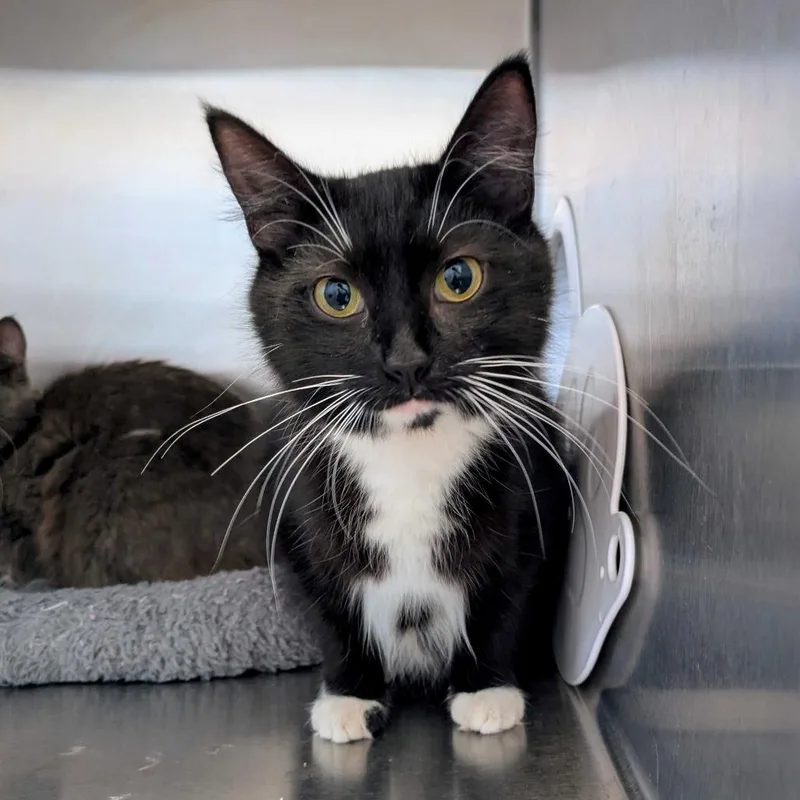 Mz. Tibbetts thumbnail 4