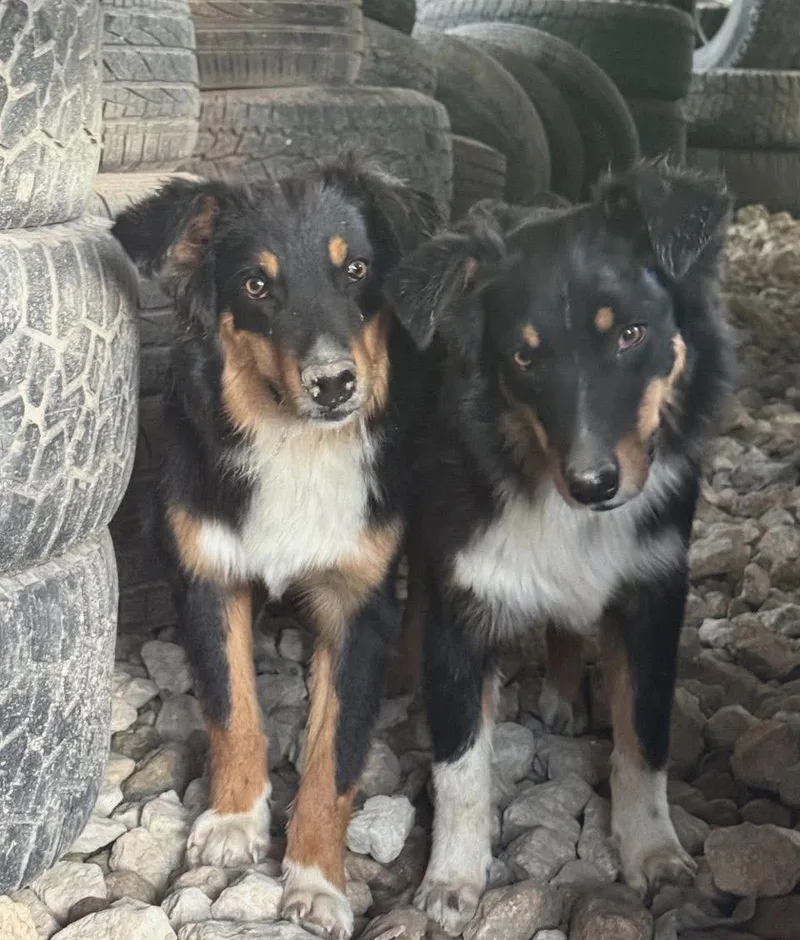 An adult medium-sized male Australian Shepherd dog named Lefty & Loyal bonded for adoption in canyon lake, TX