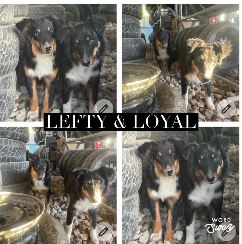 Lefty & Loyal bonded thumbnail 2