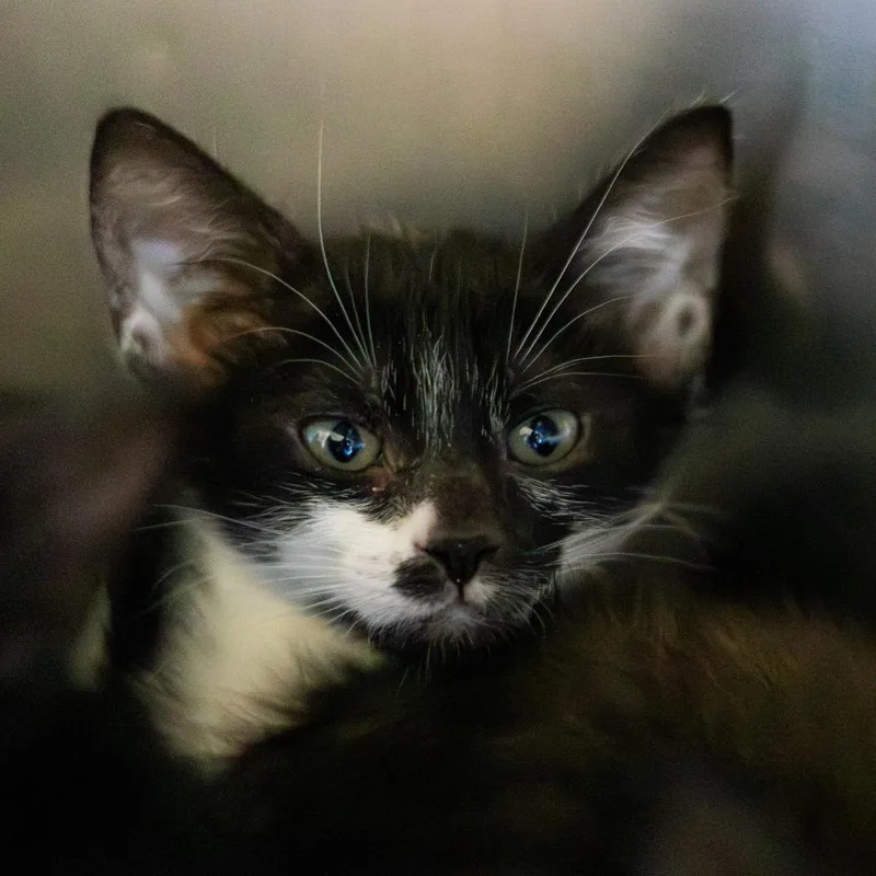 A baby small-sized female Black Domestic Short Hair cat named Alice for adoption in Newark, DE