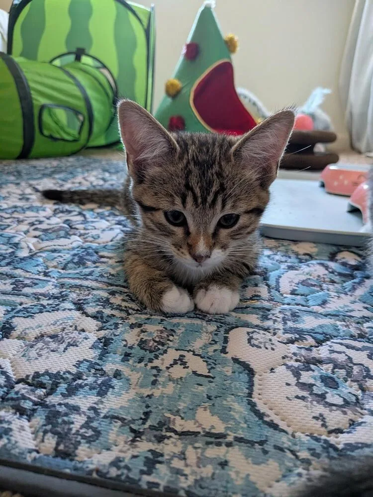 A baby medium-sized female Tabby (Brown / Chocolate) Domestic Short Hair cat named Wanda for adoption in Oceanside, CA
