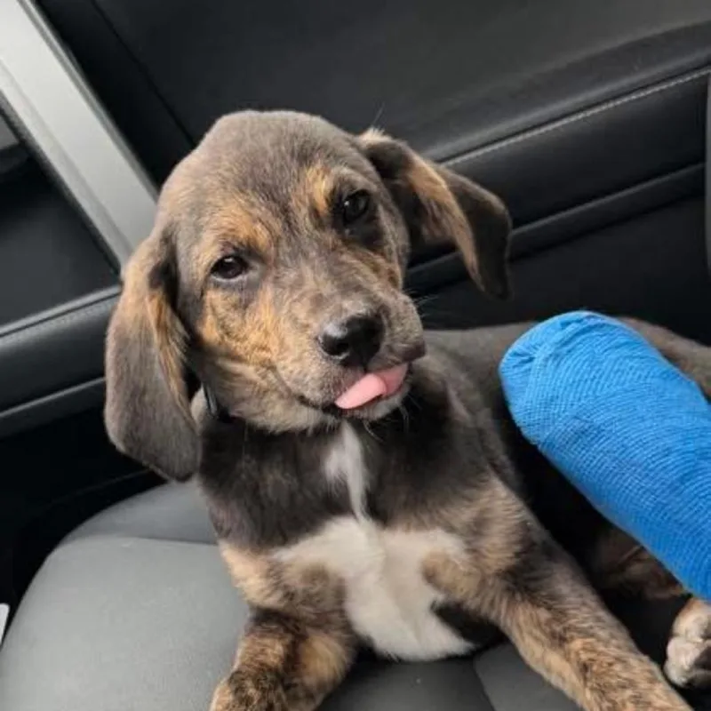 A baby small-sized female Mixed Breed dog named April for adoption in Farmersville, OH