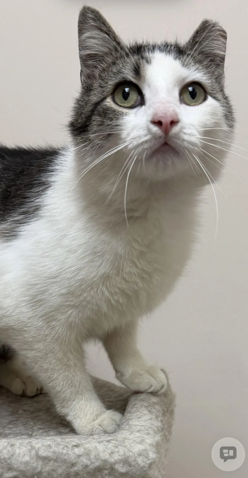 An adult medium-sized male Domestic Short Hair cat named Levi for adoption in Walled Lake, MI