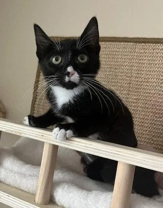 A young medium-sized female Domestic Short Hair cat named Washington for adoption in Phoenix, AZ