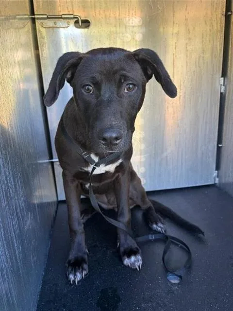 A young medium-sized female American Staffordshire Terrier dog named Mollie for adoption in San Antonio, TX