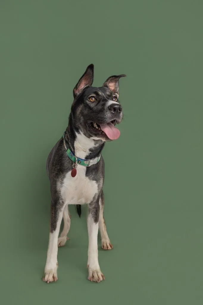 An adult large-sized female Tricolor (Brown, Black, & White) Shepherd dog named India for adoption in Tyler, TX