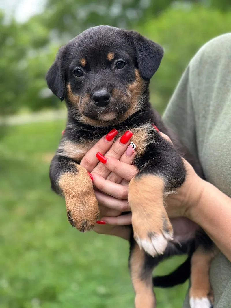 A baby medium-sized male Black Mouth Cur dog named Brad for adoption in Byrdstown, TN