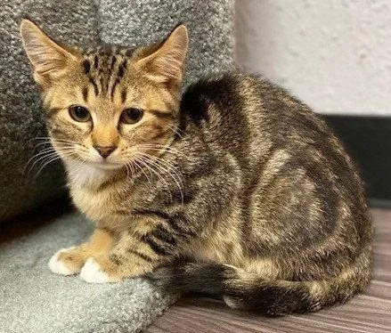A baby medium-sized male Domestic Short Hair cat named Melvin for adoption in Shawnee, KS