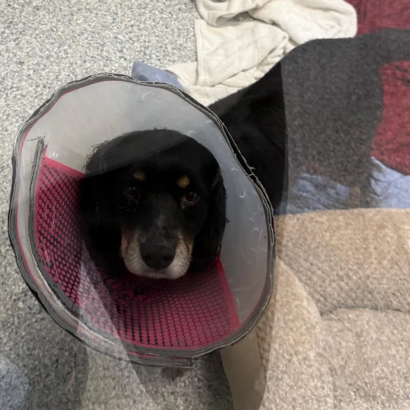 An adult medium-sized male Black Cocker Spaniel dog named Kevin for adoption in LOXAHATCHEE, FL