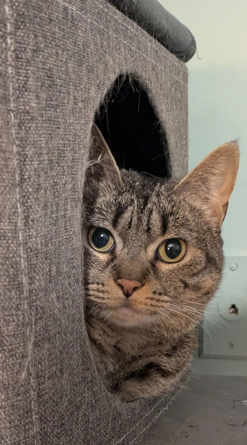 Nika Randall thumbnail 3