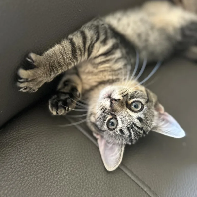 A baby small-sized female Domestic Short Hair cat named Beans for adoption in Huntsville, AL
