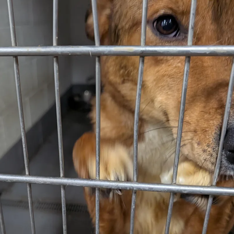 An adult large-sized female Brown / Chocolate Shepherd dog named Looking For Owner for adoption in Ravenna, OH