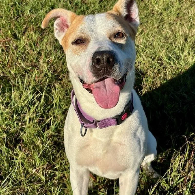 An adult medium-sized male White / Cream Pit Bull Terrier dog named Gonzo for adoption in League City, TX