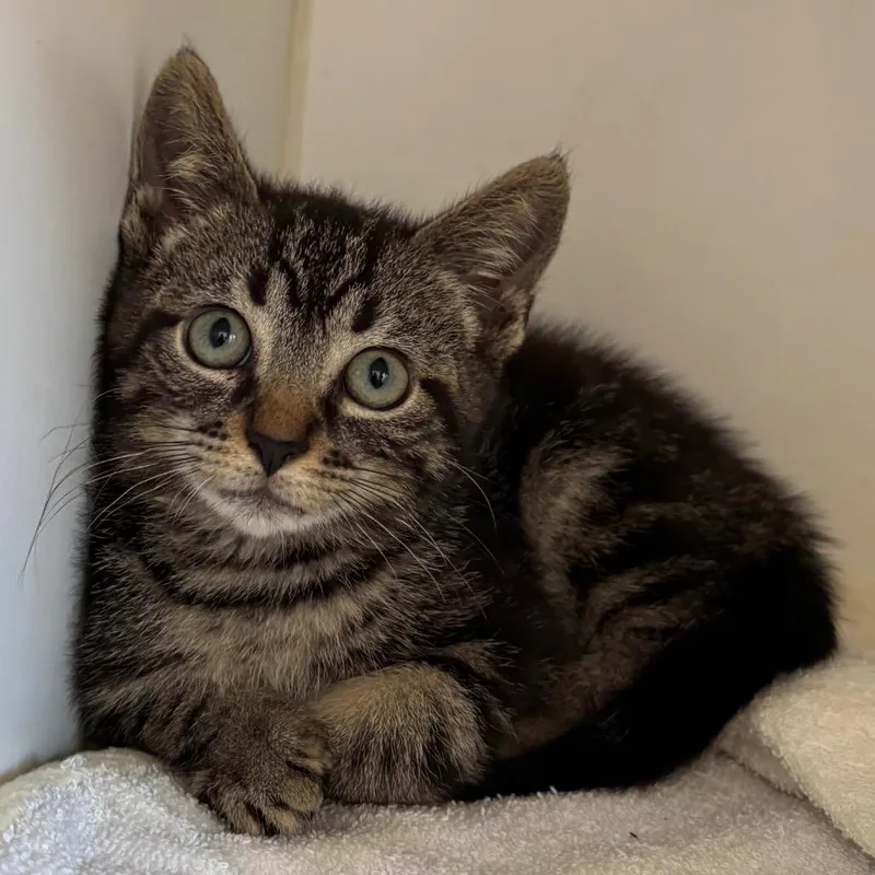 A baby small-sized male Black Domestic Short Hair cat named Benz for adoption in Naperville, IL