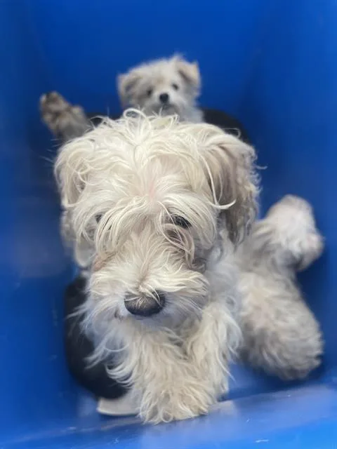 An adult small-sized female Mixed Breed dog named Ketchup for adoption in Dallas, TX