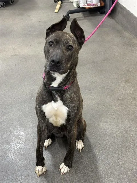 A young medium-sized female Pit Bull Terrier dog named Zamora for adoption in Upper Marlboro, MD
