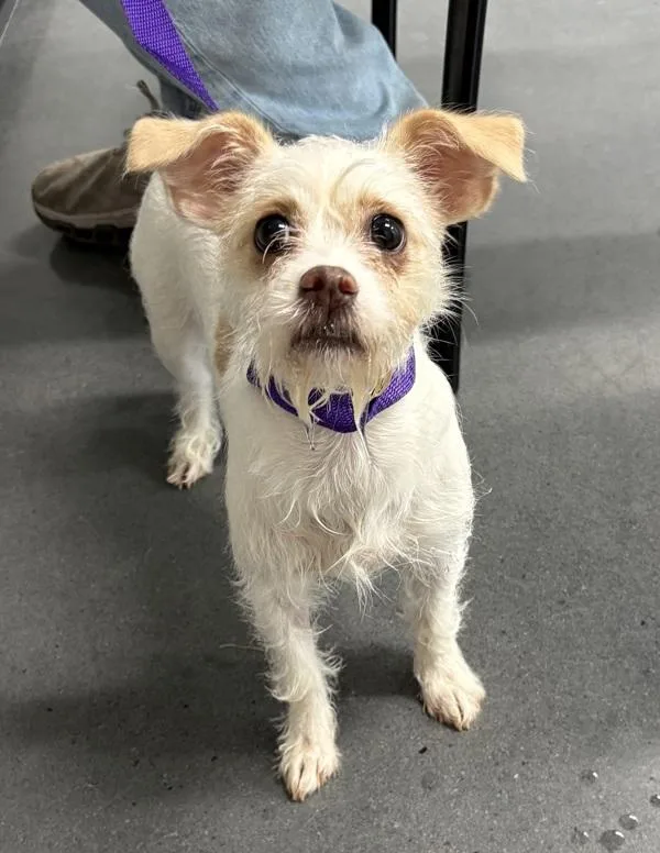 A young small-sized female Chihuahua dog named Pen c Vivian for adoption in Lawrenceville, GA