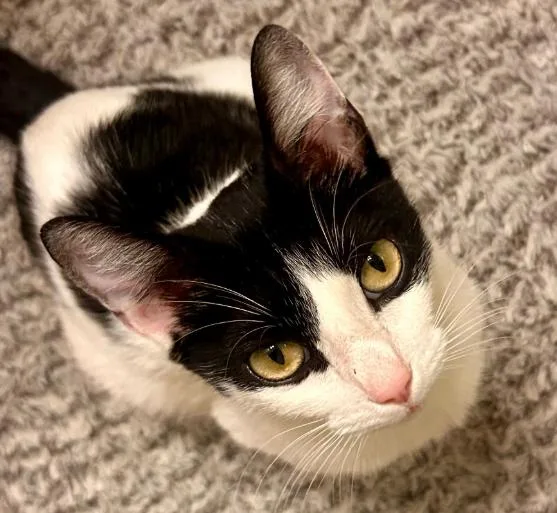 An adult medium-sized female Black & White / Tuxedo Domestic Short Hair cat named Avery for adoption in San Jose, CA