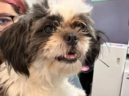An adult small-sized female Mixed Breed dog named Sarah for adoption in Memphis, TN