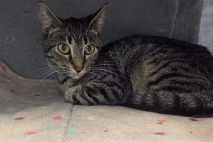 A baby small-sized female Domestic Short Hair cat named Tiggy for adoption in West Chester, PA